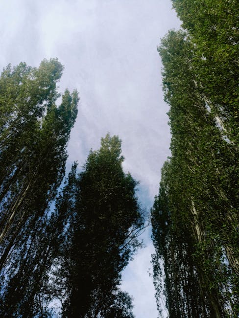 The image shows a clear daytime sky seen from beneath tall, densely packed trees with green foliage. The trees have slender trunks and are arranged along a pathway or open space, with some branches and leaves extending toward the sky. The sky is partly cloudy, with some patches of blue visible among the clouds. The scene appears to be outdoors, in a natural or park-like setting. This environment is relevant to home relocation and moving services by illustrating the outdoor surroundings that might be encountered during a house removal or furniture transport, with the trees and sky providing context for the logistics involved in such services offered by Man and Van Poplar.