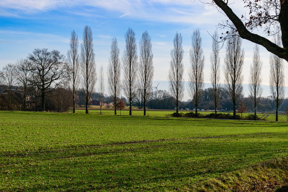 This image shows a group of tall deciduous trees with autumn foliage, featuring orange, yellow, and green leaves visible against a light grey sky. The trees are situated outdoors, with their branches 