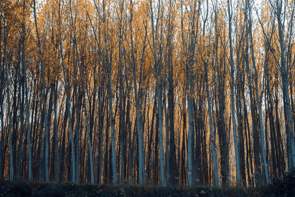 A wide residential street lined with tall, slender deciduous trees with yellow-green leaves, casting shadows on the pavement during daylight. The trees are densely packed along both sides of the road,