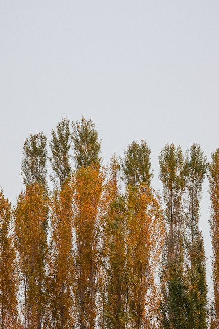 A row of tall trees with autumn foliage, displaying orange, yellow, and green leaves, standing against a pale sky background. The trees are situated outdoors, possibly on a street or in a residential area, and their branches are densely packed, creating a natural canopy. The image captures the seasonal change of the trees, which may be part of a larger landscape or garden. This scene could be relevant for house removals or home relocation services focusing on outdoor environment considerations, such as access points or timing of the move. The natural light and clear weather suggest daytime conditions, suitable for planning or scheduling moving activities with companies like Man and Van Poplar, who specialize in removals and furniture transport. The visual emphasizes a peaceful, outdoor setting relevant for discussions about moving logistics and access requirements during a house relocation.