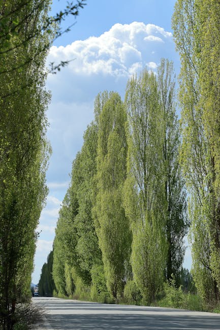 A row of tall trees with autumn foliage, displaying orange, yellow, and green leaves, standing against a pale sky background. The trees are situated outdoors, possibly on a street or in a residential area, and their branches are densely packed, creating a natural canopy. The image captures the seasonal change of the trees, which may be part of a larger landscape or garden. This scene could be relevant for house removals or home relocation services focusing on outdoor environment considerations, such as access points or timing of the move. The natural light and clear weather suggest daytime conditions, suitable for planning or scheduling moving activities with companies like Man and Van Poplar, who specialize in removals and furniture transport. The visual emphasizes a peaceful, outdoor setting relevant for discussions about moving logistics and access requirements during a house relocation.