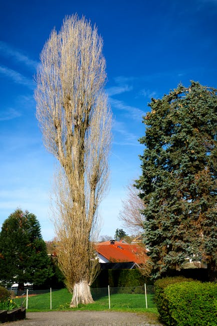 A tall, mature tree with a broad, leafy canopy and a sturdy trunk stands on a well-maintained grassy area. Behind the tree, there is a paved pathway and a row of smaller trees in the distance, under a
